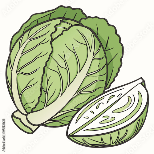 cabbage isolated on white