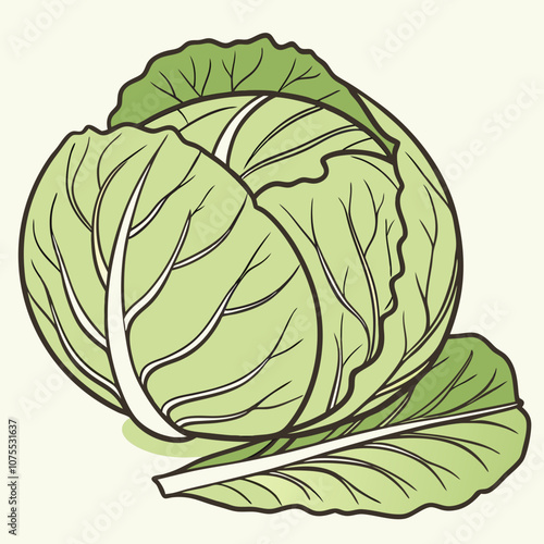 cabbage isolated on white