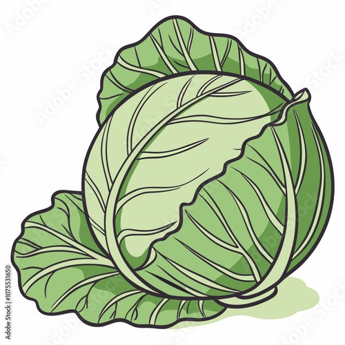 cabbage isolated on white background