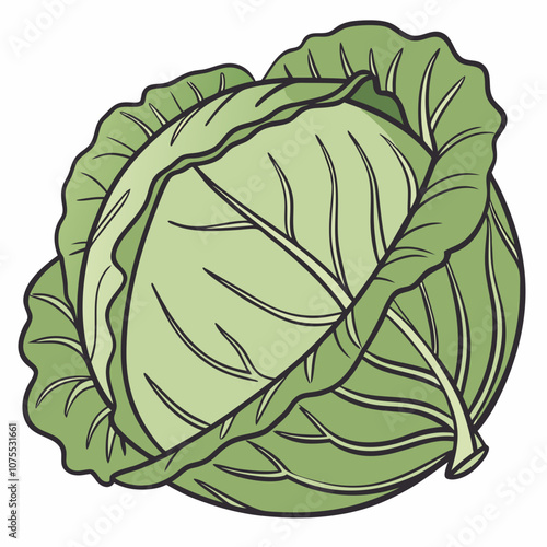 cabbage isolated on white background