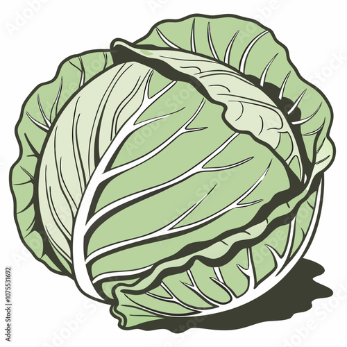cabbage isolated on white background