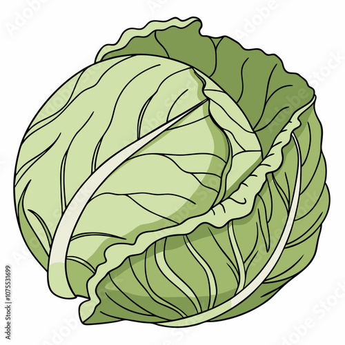 cabbage isolated on white background