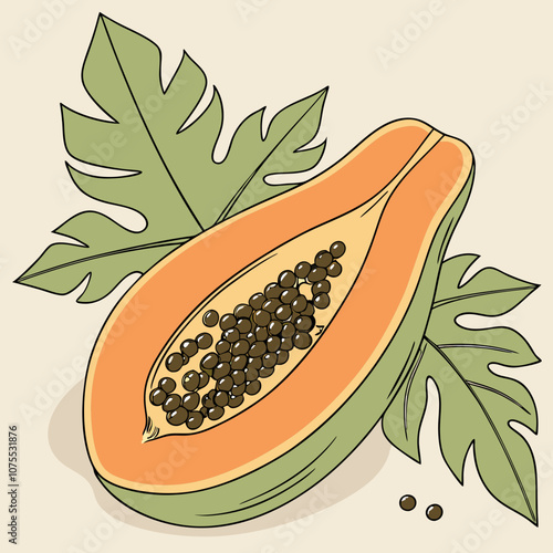 illustration of a fruit slice of papaya