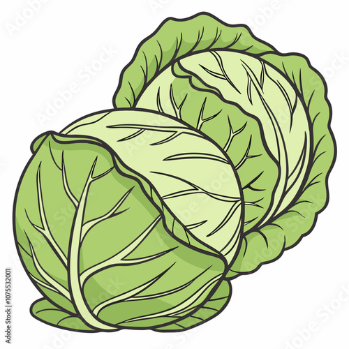 cabbage isolated on white background