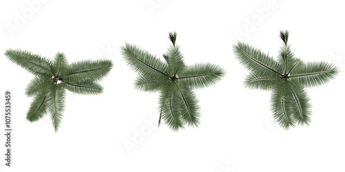 3d rendering of Acanthophoenix crinita plants on transparent background from top view photo