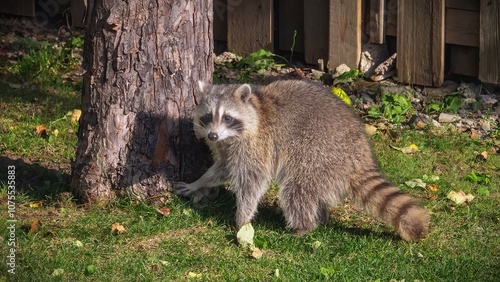 Cutie raccoons seeking food at house backyard