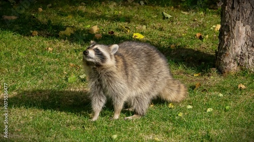 Cutie raccoons seeking food at house backyard