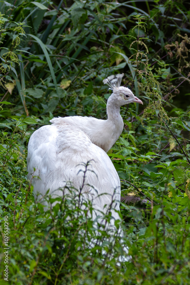 Obraz premium Albino Indian Peafowl (Pavo cristatus) – Commonly found in captivity and parks, globally spotted