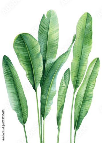 watercolor tropical plant leaves set. Banana palm leaves, lush greenery, isolated on white, botanical illustration art
