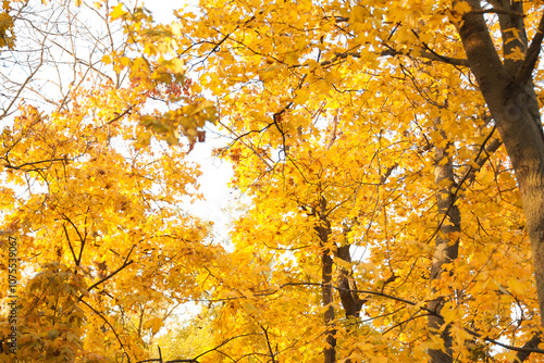 Beautiful trees with yellow...