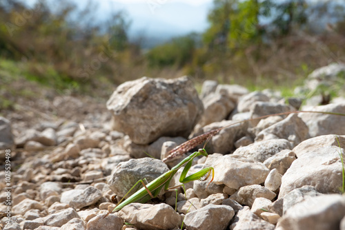 Europäische Gottesanbeterin