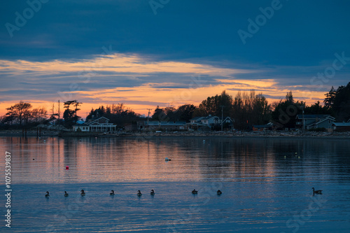 Canadian geese floating in Legoe Bay on Lummi Island during a lovely sunset. Geese are migrating south during the fall season and occasionally stop to rest on this island in the Salish Sea.