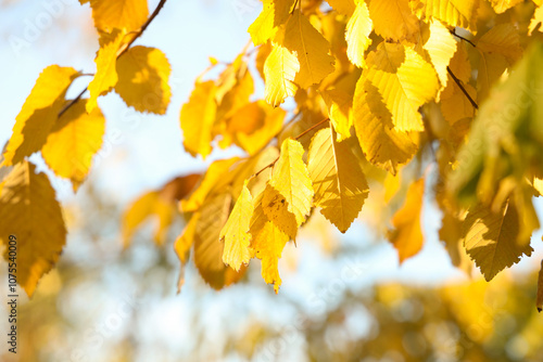 Beautiful trees with yellow...