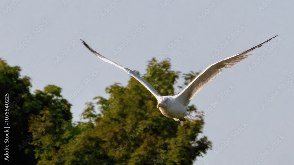 The seagulls are flying in the sky The seagulls are flying in the sky