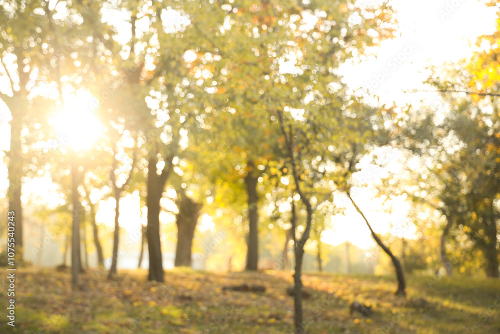 Naklejka premium Beautiful autumn park with trees on sunny day, blurred view