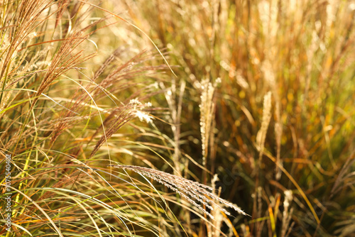 Beautiful yellow grass in a...