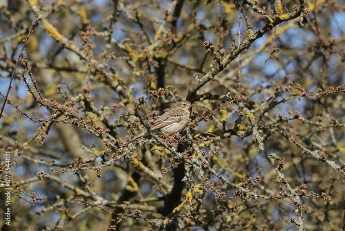 Pipit farlouse (Anthus pratensis)
Anthus pratensis in its natural element
