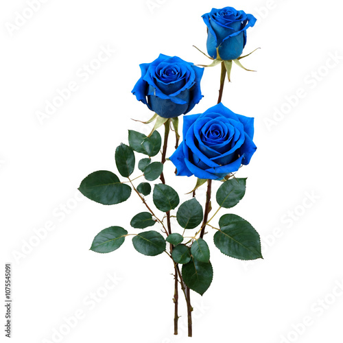 blue roses isolated on white or transparent background