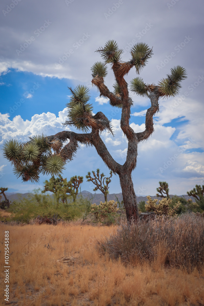 Obraz premium Joshua Tree and landscape