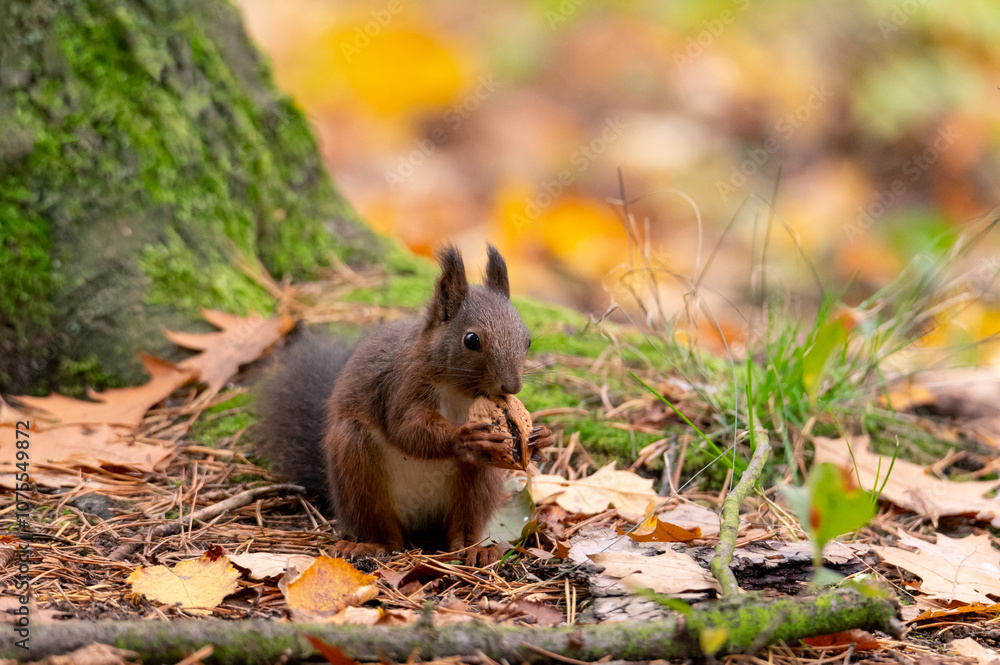 Rusty brown squirrel in a park with autumn colored leaves in the Czech Republic Rusty brown squirrel in a park with autumn colored leaves in the Czech Republic