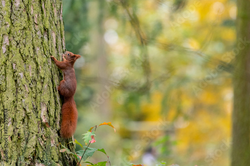 Rusty brown squirrel in a park with autumn colored leaves in the Czech Republic