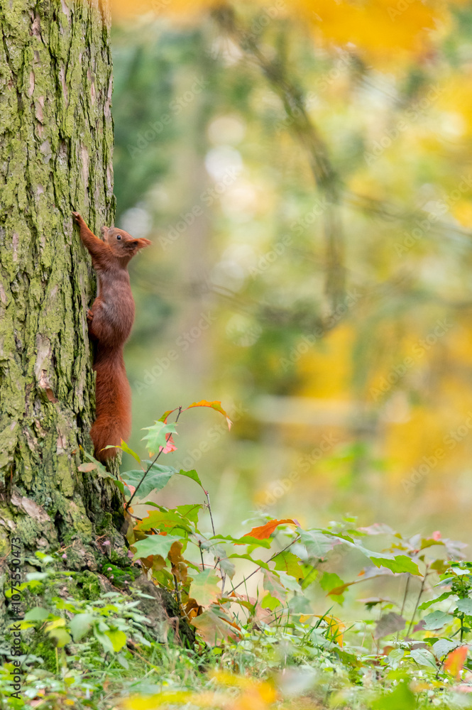 Rusty brown squirrel in a park with autumn colored leaves in the Czech Republic Rusty brown squirrel in a park with autumn colored leaves in the Czech Republic