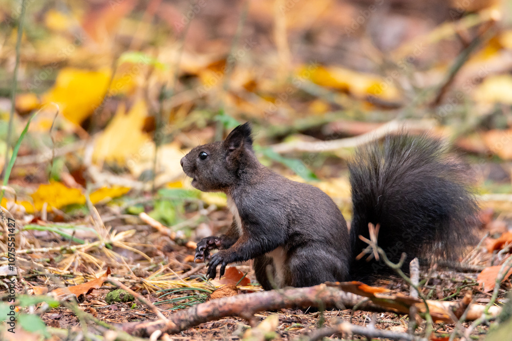 Rusty brown squirrel in a park with autumn colored leaves in the Czech Republic Rusty brown squirrel in a park with autumn colored leaves in the Czech Republic