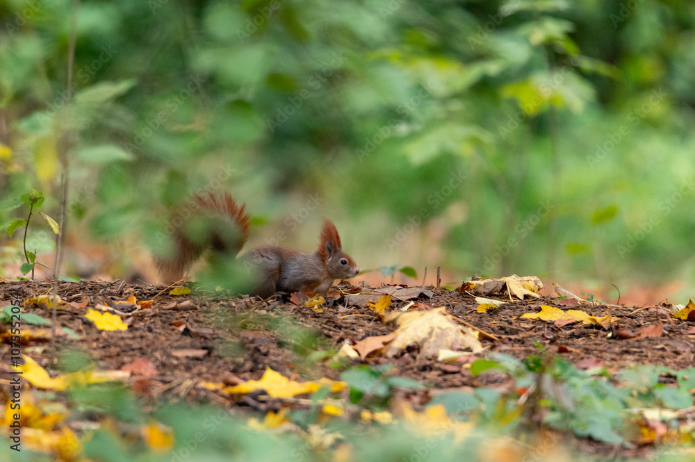 Rusty brown squirrel in a park with autumn colored leaves in the Czech Republic Rusty brown squirrel in a park with autumn colored leaves in the Czech Republic