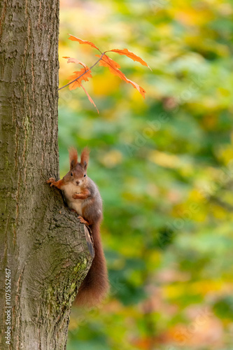 Rusty brown squirrel in a park with autumn colored leaves in the Czech Republic