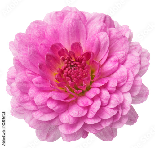Pink  chrysanthemum flowers isolated on white
