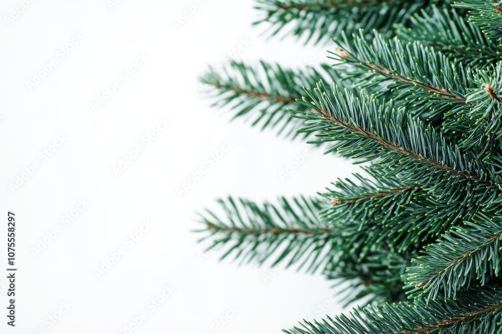 This tranquil closeup of a conifer branch enhances holiday decor, evoking calmness and showcasing natures beauty, ideal for seasonal design projects and botanical themes this festive time This tranquil closeup of a conifer branch enhances holiday decor, evoking calmness and showcasing natures beauty, ideal for seasonal design projects and botanical themes this festive time