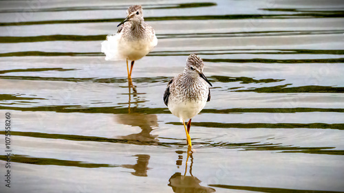 A pair of yellowlegs standing or walking on the water photo