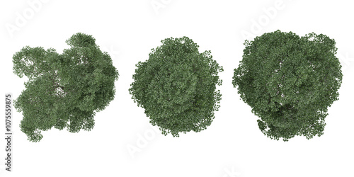 collection of Terminalia ivorensis trees with realistic style from top view photo