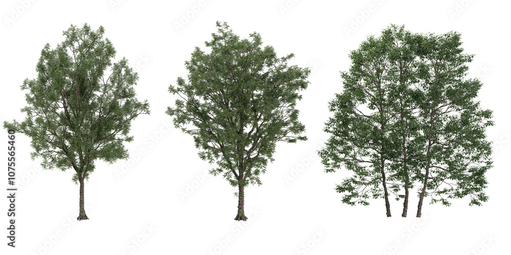 Fototapeta premium European ash Trees isolated on white background