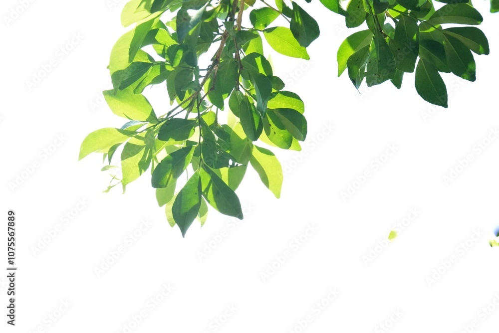 A Tropical tree with leaves branches on white isolated background for green foliage backdrop A Tropical tree with leaves branches on white isolated background for green foliage backdrop