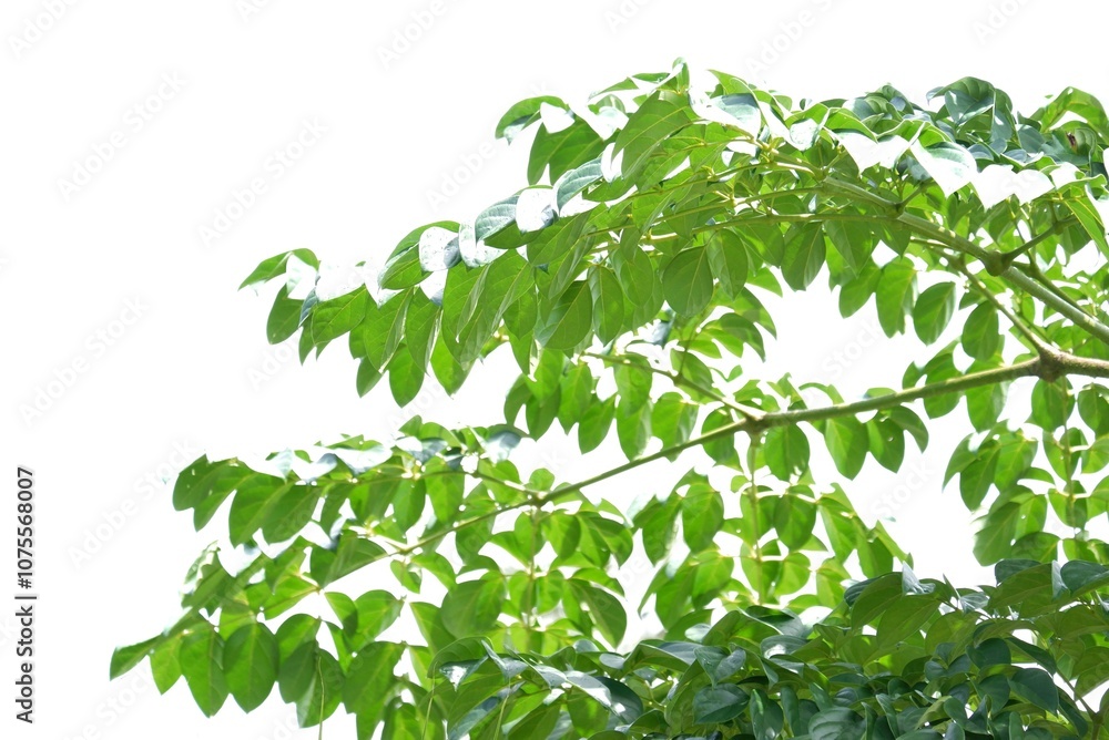 A Tropical tree with leaves branches on white isolated background for green foliage backdrop A Tropical tree with leaves branches on white isolated background for green foliage backdrop