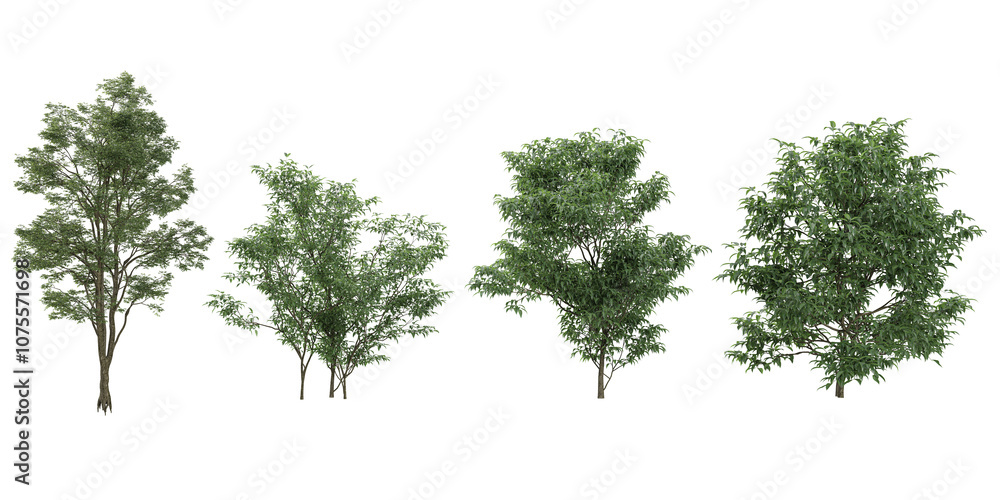 Set of Common beech,Fraxinus lanuginosa trees isolated on transparent background Set of Common beech,Fraxinus lanuginosa trees isolated on transparent background