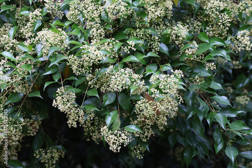 Australian Lilly Pilly tree in flower photo