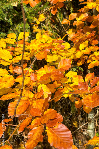 Golden leaves in the forest, late autumn in Carpathians mountains, Slavske, Ukraine
 photo