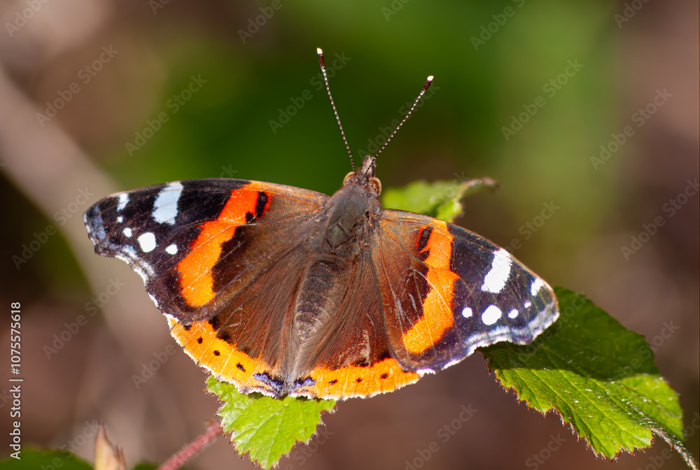 A Vanessa atalanta, comummente conhecida como almirante-vermelho. A denominação «almirante-vermelho» deve-se às suas cores, que fazem lembrar divisas do uniforme naval americano. A Vanessa atalanta, comummente conhecida como almirante-vermelho. A denominação «almirante-vermelho» deve-se às suas cores, que fazem lembrar divisas do uniforme naval americano.