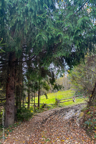 Path in the forest, late autumn in Carpathians mountains, Slavske, Ukraine
 photo