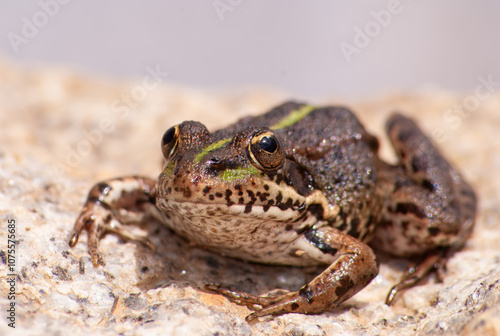 Rã verde, nome cientifico Pelophylax perezi.  Uma rã verde em cima de uma pedra. photo