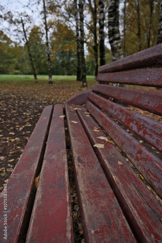 Bench in the park with birch trees and fallen leaves in autumn Bench in the park with birch trees and fallen leaves in autumn