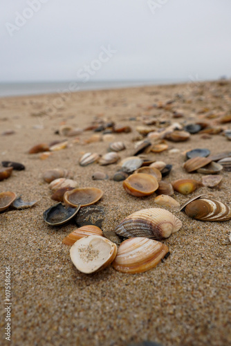 Egmond aan Zee,Nordholland , Netherlands. Sea shells at the beach of Egmond photo