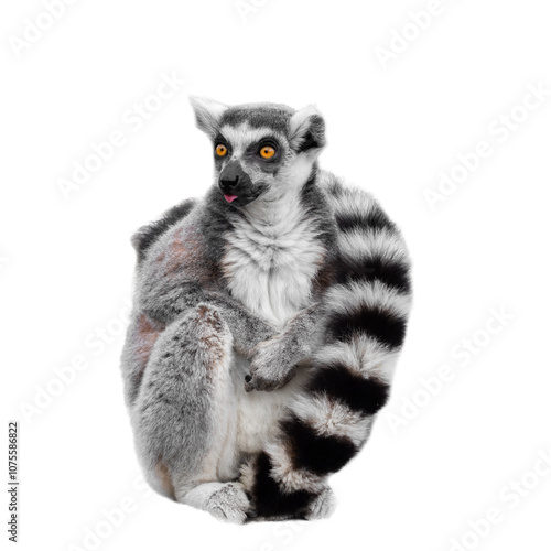 Full length portrait of a sitting adult ring-tailed lemur (Lemur catta) on a white background