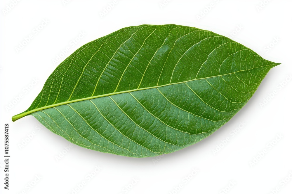 Caper Bush or Flinders Rose or Capparis spinosa delicate flowers close-up. Beautiful simple AI generated image