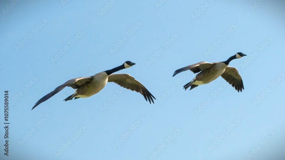 Canada geese flying for migrations Canada geese flying for migrations