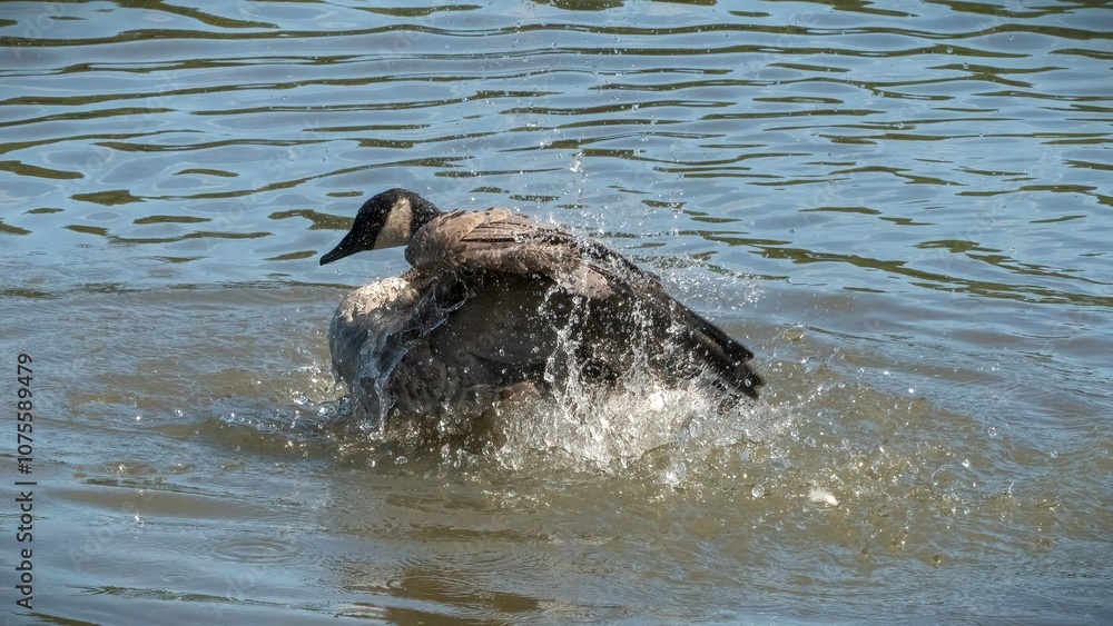 Fototapeta premium Canada geese cleaning in water after long flying in migration