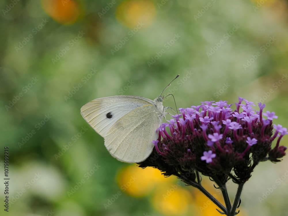 Motyl bielinek rzepnik (Pieris rapae) na fioletowym kwiatku w ogrodzie Motyl bielinek rzepnik (Pieris rapae) na fioletowym kwiatku w ogrodzie
