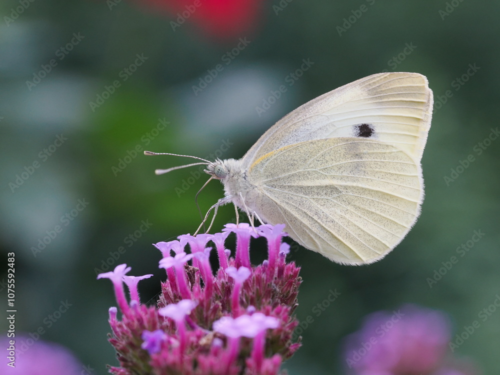 Motyl bielinek rzepnik (Pieris rapae) na fioletowym kwiatku w ogrodzie Motyl bielinek rzepnik (Pieris rapae) na fioletowym kwiatku w ogrodzie